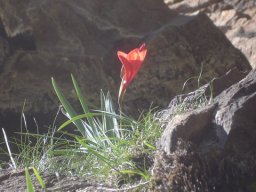 Gladiolus flanaganii, a thing of beauty